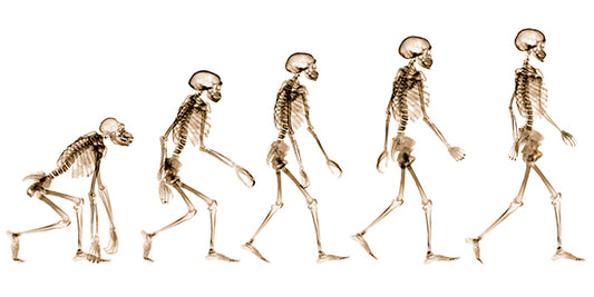 It’s a fact that our feet (as a species) are getting bigger